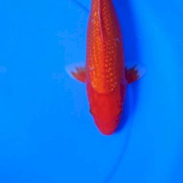 AKAHAJIRO GINRIN