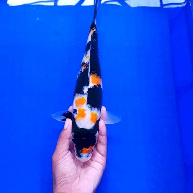 Kindai Showa 32cm