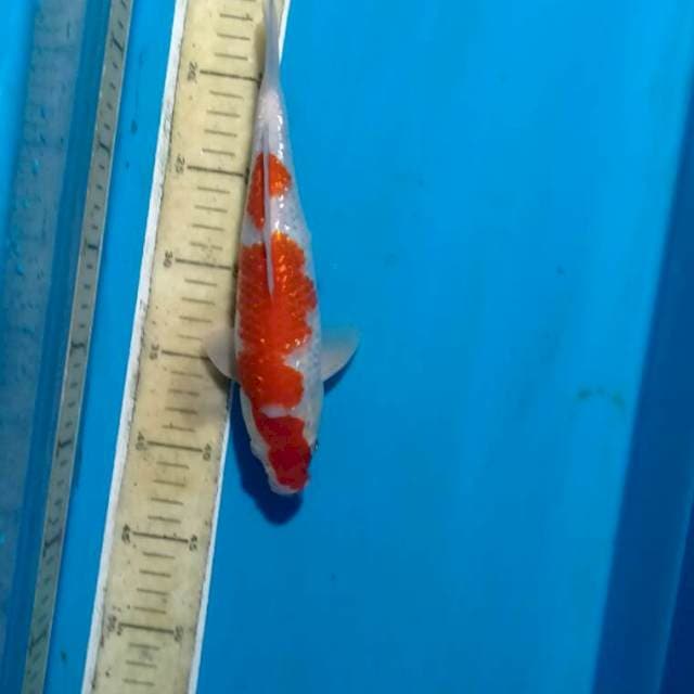 Gindrin kohaku