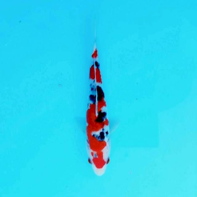Maru Sanke batosai 18