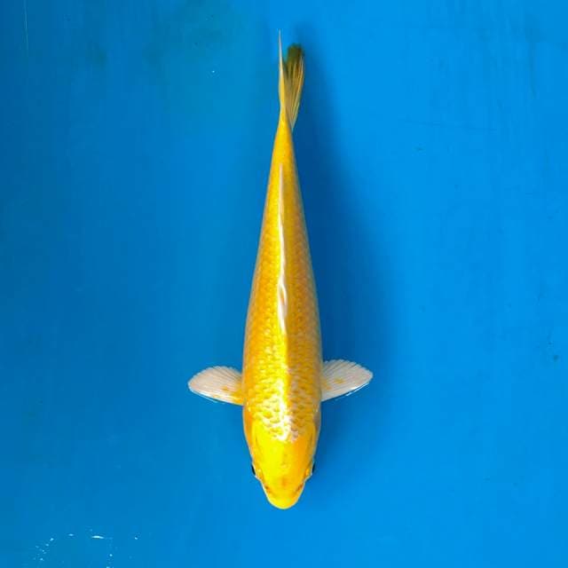 Yamabuki Ogon, 25cm
