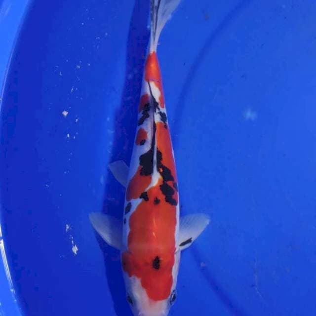 Sanke doit size:22cm