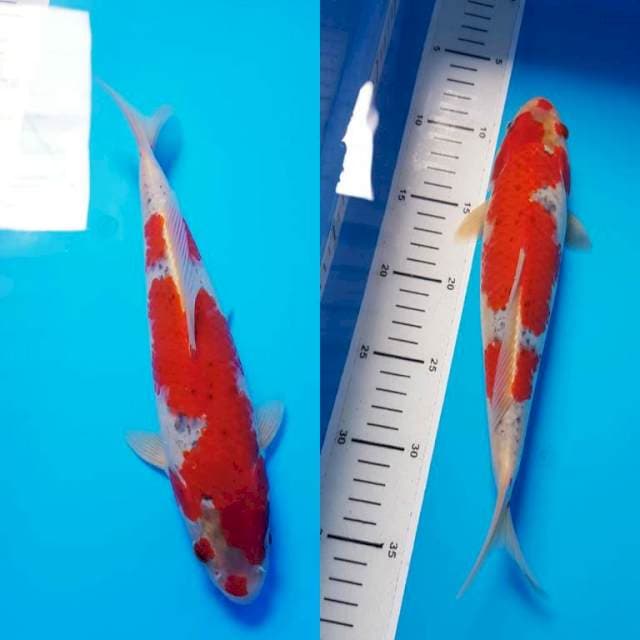 GOSHIKI 29cm FEMALE