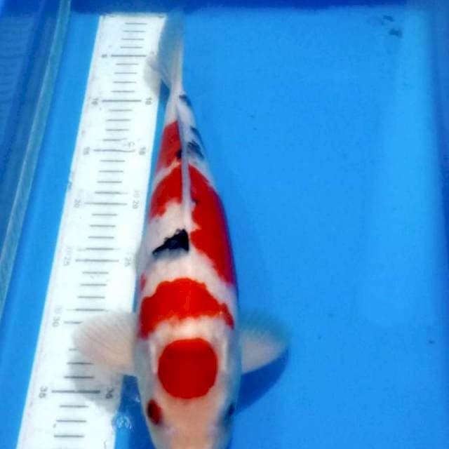 Sanke cakep 40 cm jantan