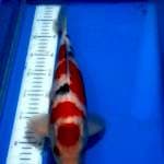 Sanke cakep 40 cm jantan