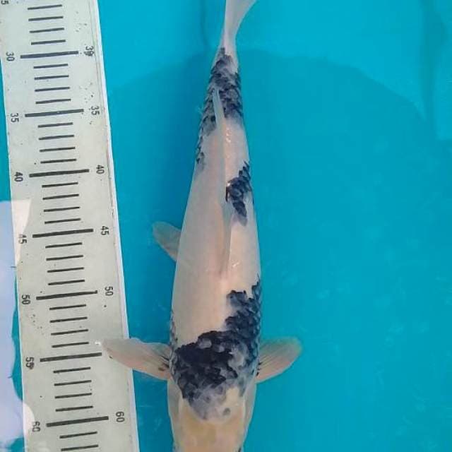 Shiro Jantan, 41 cm