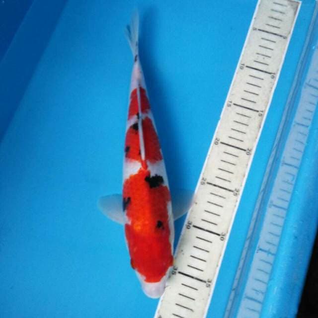 Sanke 33 cm