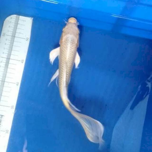 yamabuki slayer 32 cm