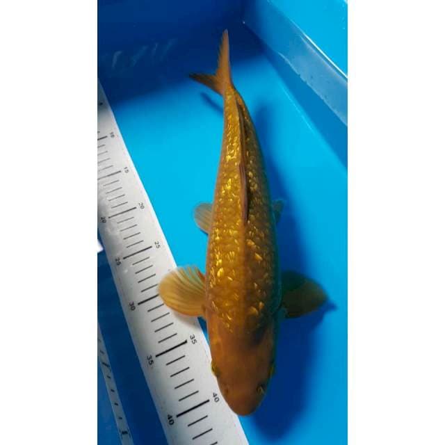 CHAGOI SUPER 38cm JANTAN