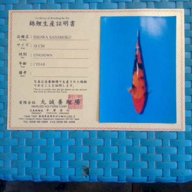 Showa sanshoku 20 cm import