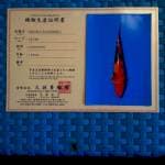 Showa sanshoku 20 cm import