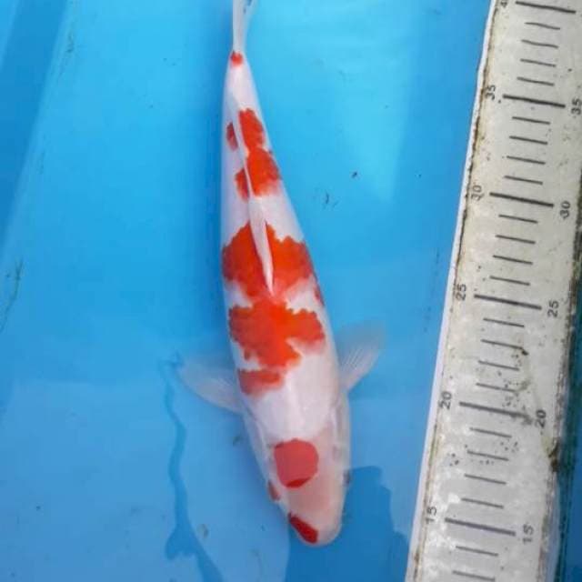 Ai Goromo 29 cm