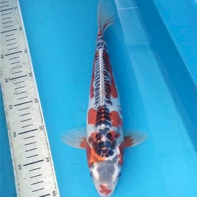 Kawari 32 cm