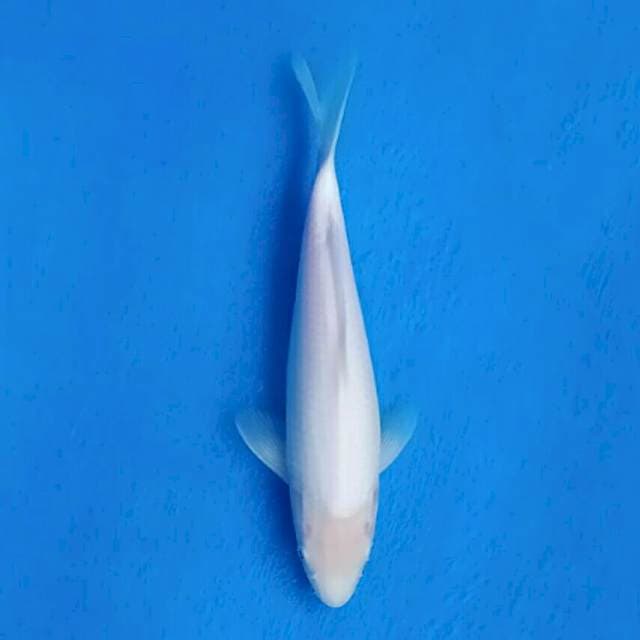 Lelang Ulang..!! Shiromuji Import non serti