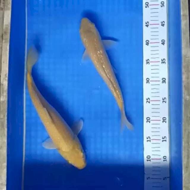 Penjinak kolam bagus