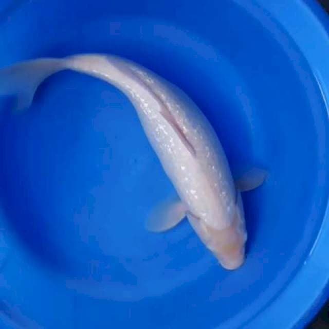 45cm joss