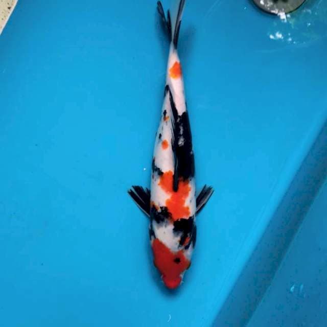 Showa 32cm