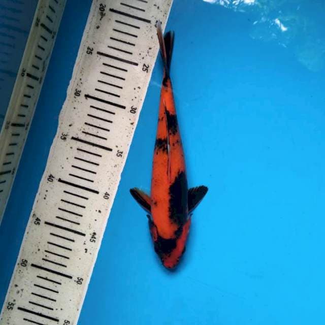 Utsuri 25cm