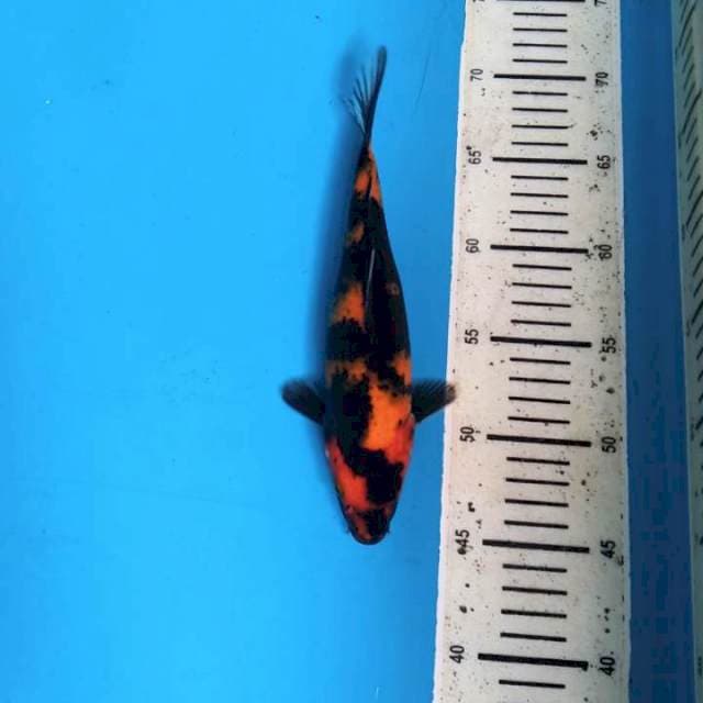 Utsuri 24cm
