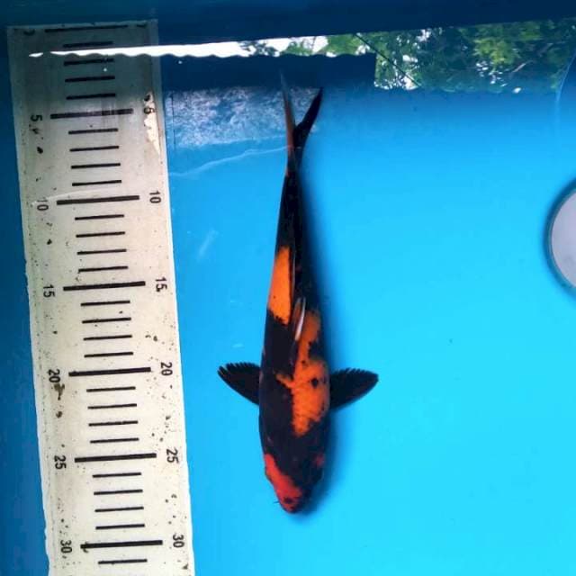 Utsuri 24cm