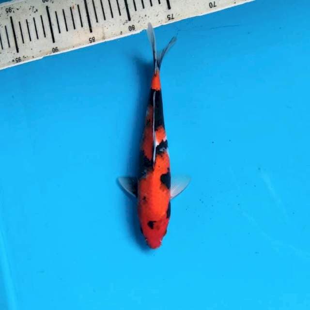 Hi Showa 25cm