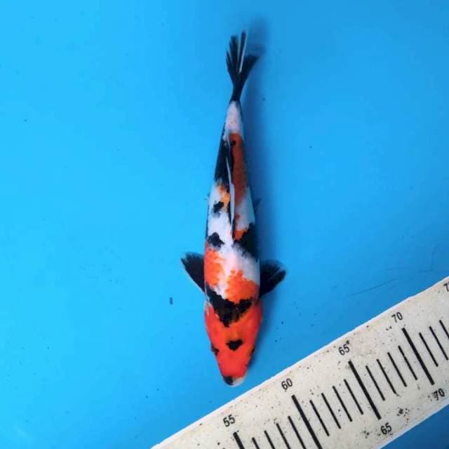 Showa 25cm