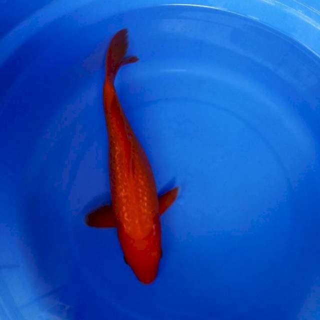Benigoi 27cm ginrin joss
