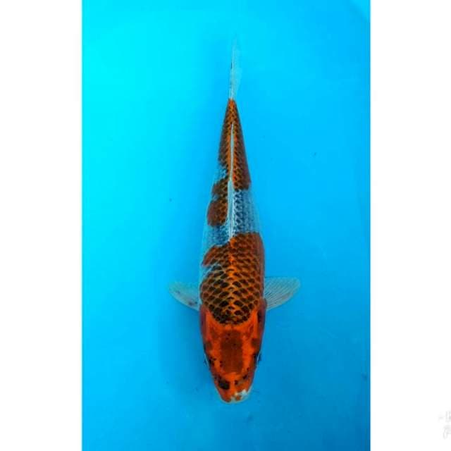 GOSHIKI 39CM
