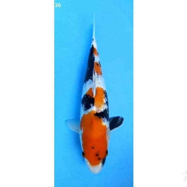 SHOWA FEMALE 37CM