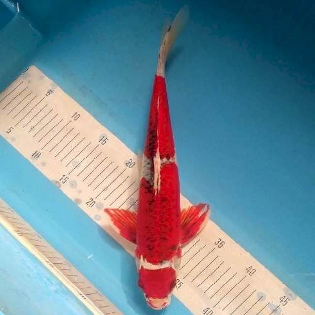 Kujaku Merah 40cm