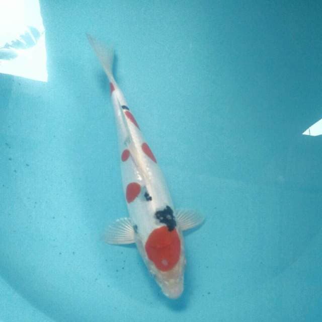 Hesei Nishiki, 29 cm