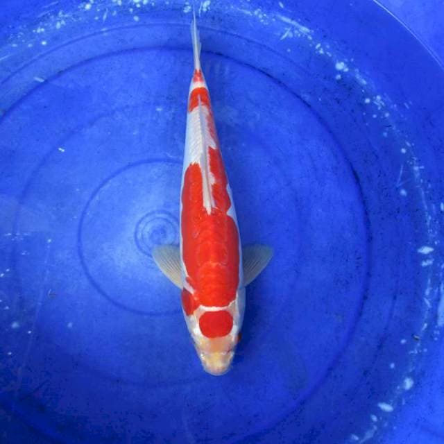 Doitsu kohaku ±37cm