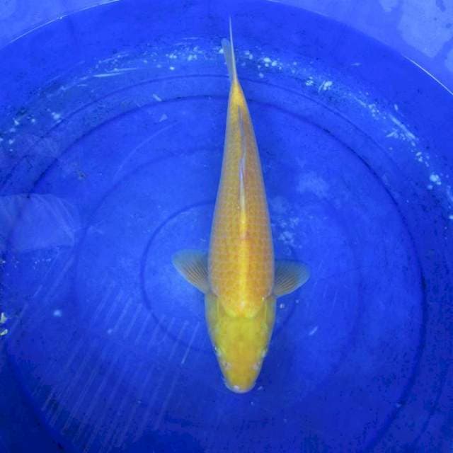 Karasi mata merah jantan ±40cm