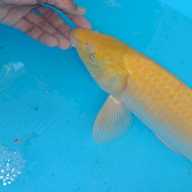 Karasi mata merah jantan ±40cm
