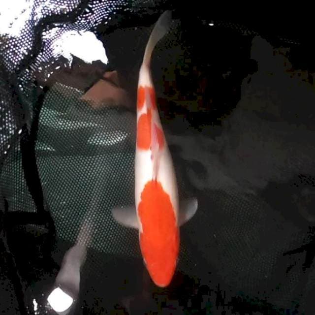 33cm. Kohaku