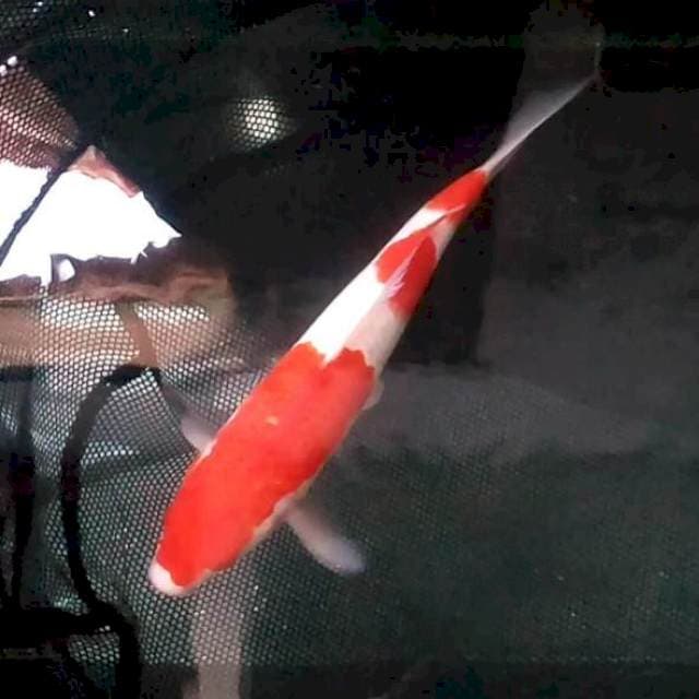 30cm. Kohaku