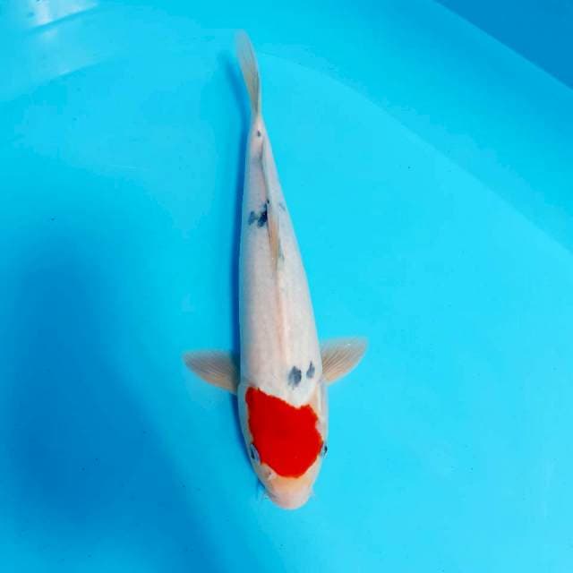 Ory tancho sanke 30 cm fm