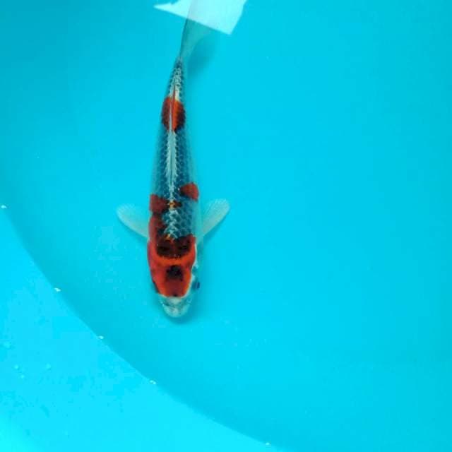 Goshiki, 19 cm
