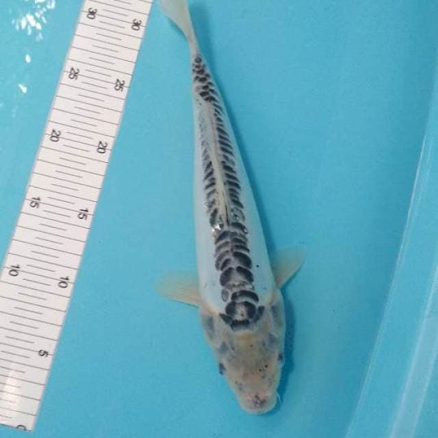 Shusui 32cm