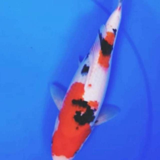 32cm SANKE