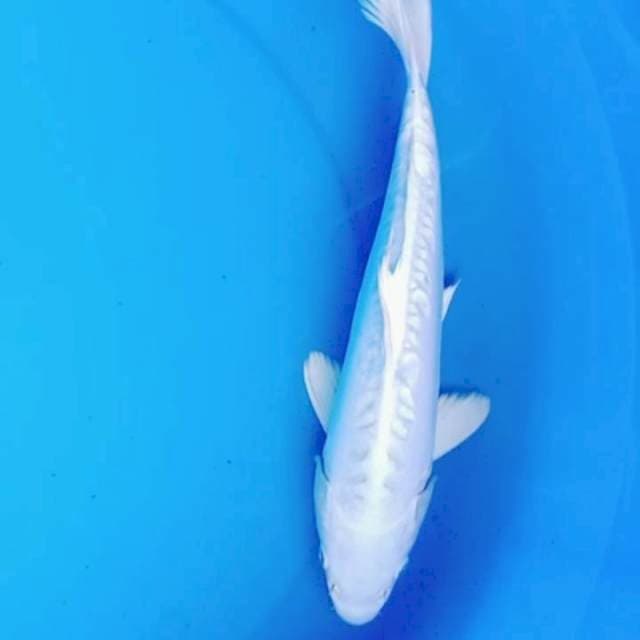 30cm PLATINUM putih bersih