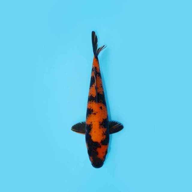 UTSURI 37 CM FEMALE