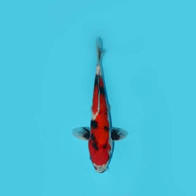 SHOWA 31 CM MALE