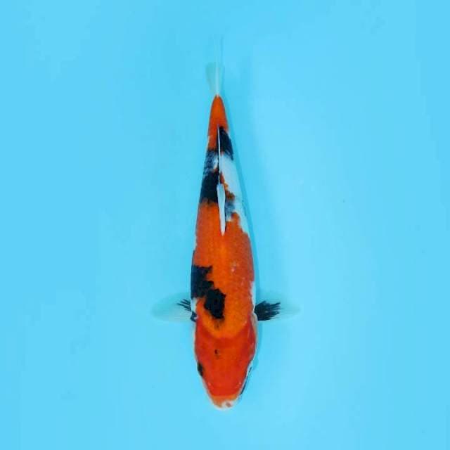 SHOWA 30 CM FEMALE