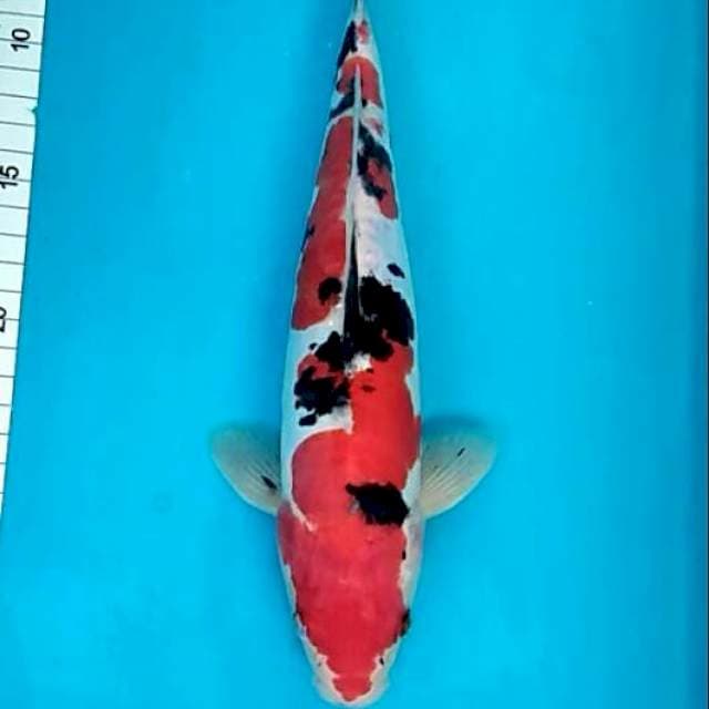 Genko strong male sanke doitsu 30cm