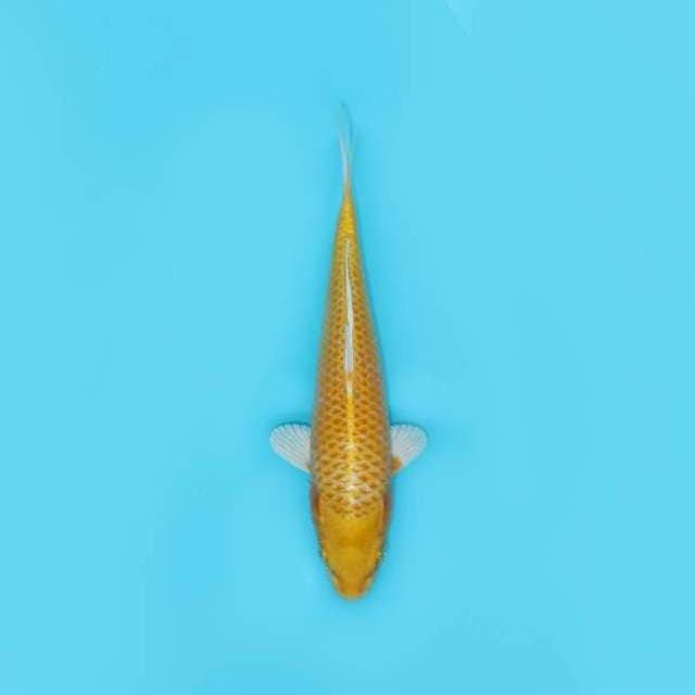 OGON 24 CM FEMALE