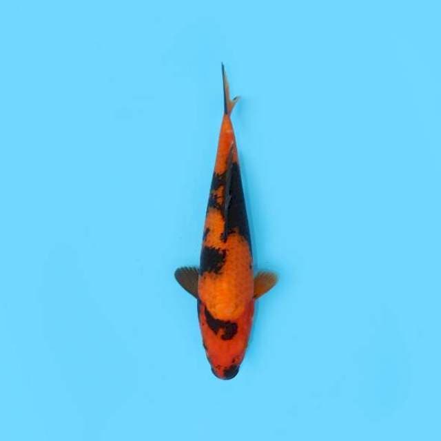 UTSURI 29 CM FEMALE
