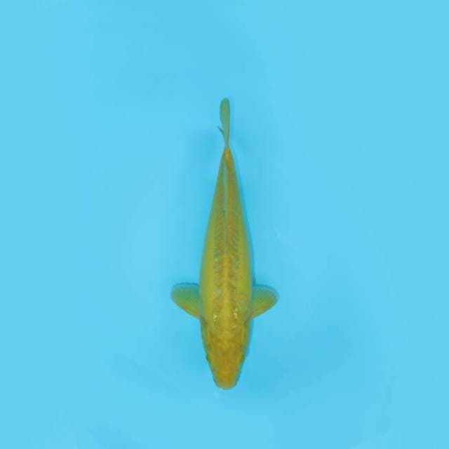 KARASHI DOITSU 35 CM MALE