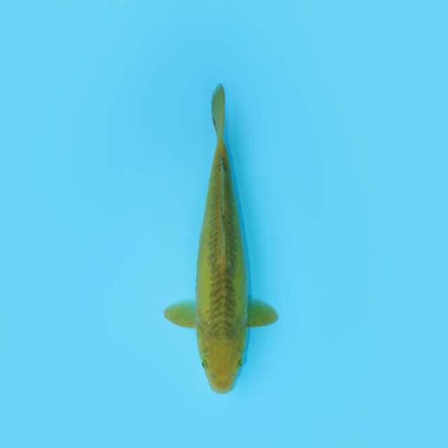 MIDORI DOITSU 32 CM MALE