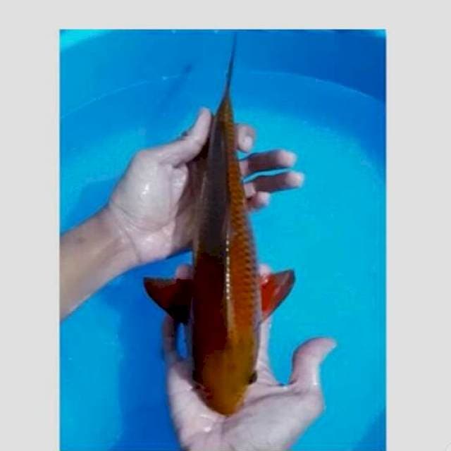 chagoi 40cm import marusei non serty